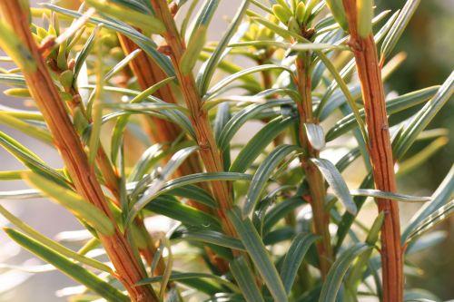 Taxus baccata jardin