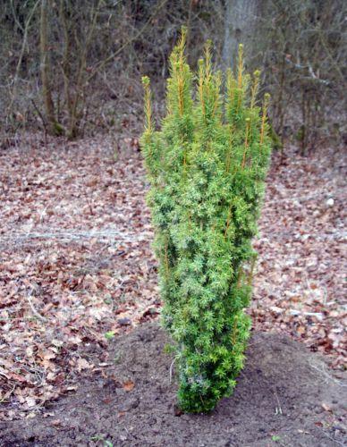 Taxus baccata jardin