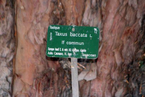 Taxus baccata jardin