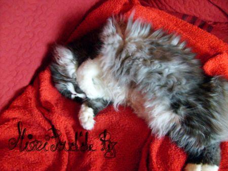 Résultat du tirage paluche_2