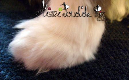 Résultat du tirage paluche