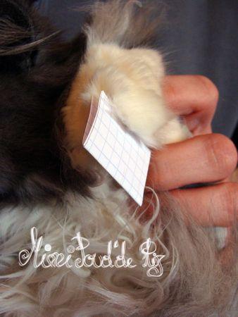 Résultat du tirage paluche_7