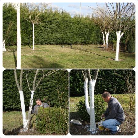 Le traitement des arbres, 18 février 2011 Le traitement des arbres, 18 février 2011