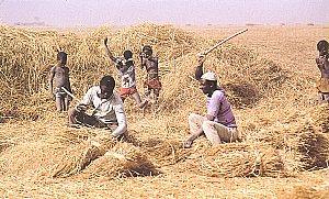 Découvrons le Mali mali_djenne_riziculteurs_600_.jpg