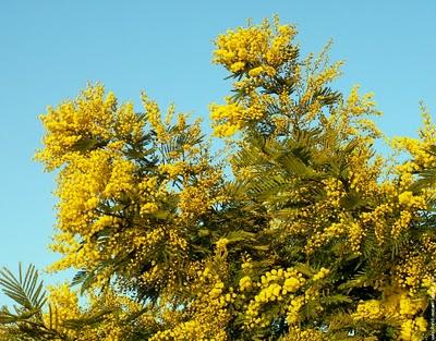 le mimosa soleil d'hiver