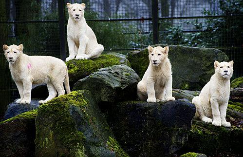 En voir de toutes les couleurs.... 20110214PHOWWW00190.jpg