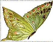 Citations sur la vie papillon.gif