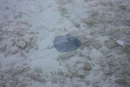 De retour du paradis (the end) ... IMG_1882.JPG