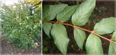 Le chévrefeuille d'hiver Le chévrefeuille d'hiver