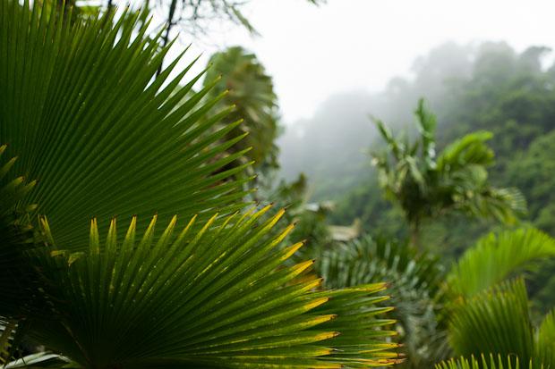 jardin tropical balata 2 photo jardin tropical balata 2