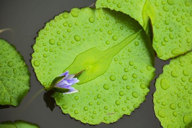 jardin tropical balata nenuphar photo jardin tropical balata nenuphar