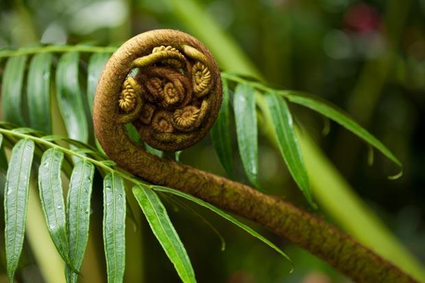 jardin tropical balata racine photo jardin tropical balata racine