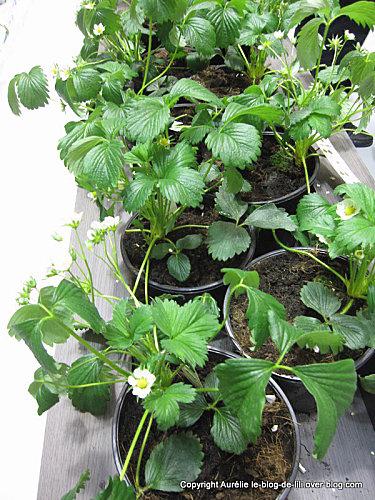 salon-agriculture-16-pieds-fraises.JPG