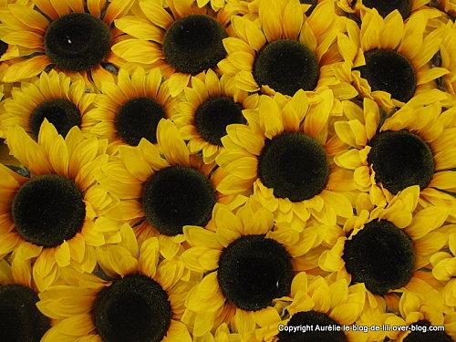 salon-agriculture-24-tournesol.JPG