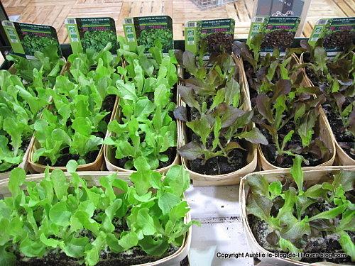 salon-agriculture-28-salades.JPG