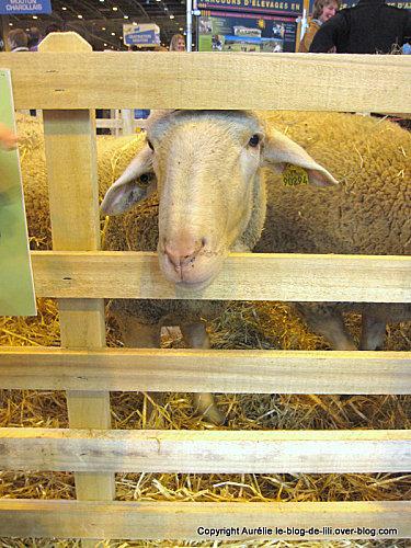 salon agriculture 1 mouton