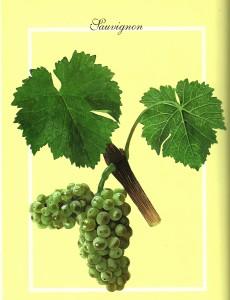 sauv gallet0001 sauv gallet0001 230x300 degustation Le Sauvignon
