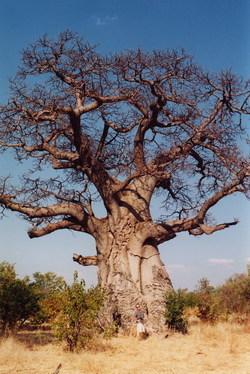 Baobob_arbre_2