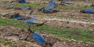 Sur l'île de Ré, l'avenir des vignes reste incertain