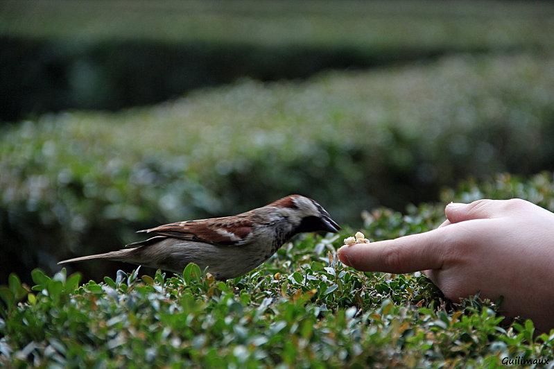 Le goûter des piafs 3 Le goûter des piafs 3