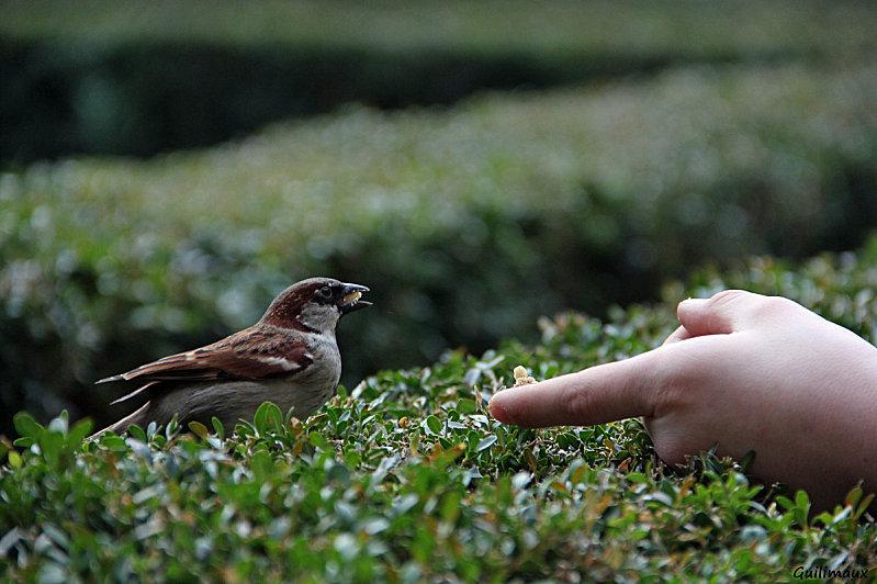 Le gouter des piafs Le-gouter-des-piafs-6.jpg