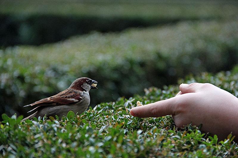 Le gouter des piafs Le-gouter-des-piafs-5.jpg