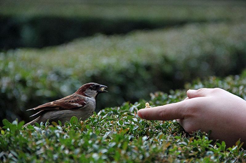 Le gouter des piafs Le-gouter-des-piafs-4.jpg