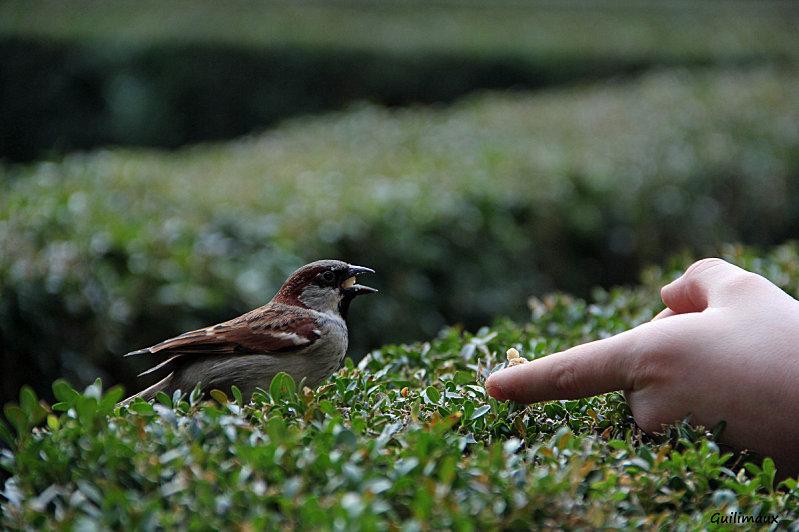 Le gouter des piafs Le-gouter-des-piafs-7.jpg