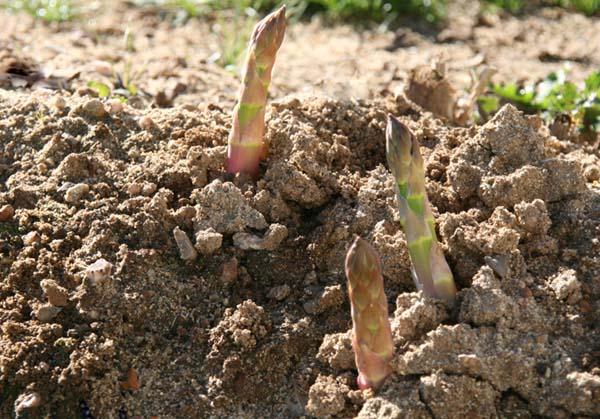 Aspargus asperge