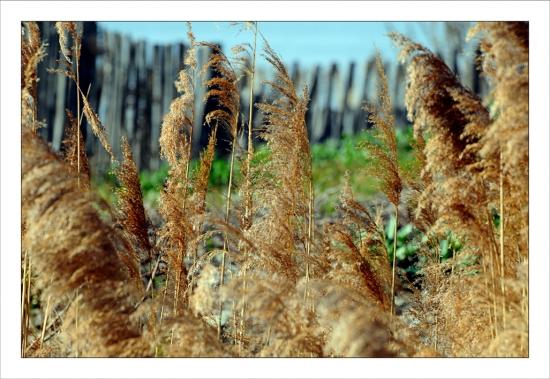 Photos de février Ganivelles Grau du Roi