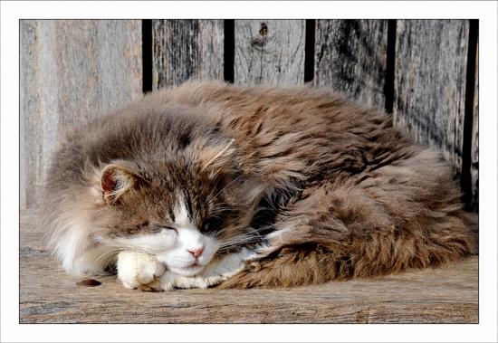 Photos de février Chartreuse de Valbonne chat
