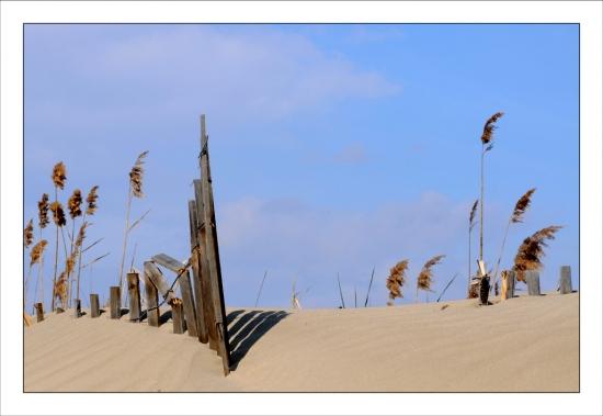 Photos de février Ganivelle Aigues Mortes