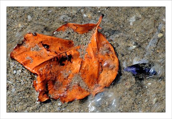 Photos de février feuille Grau du Roi, vague