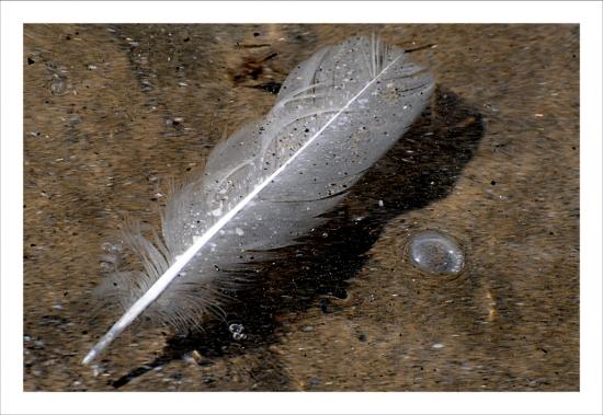 Photos de février plume vague Grau du Roi