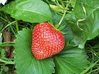 Faites confiance aux AMAP pour manger sainement Faites confiance aux AMAP pour manger sainement