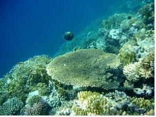 Disparition totale des récifs coralliens dans 30 ans !