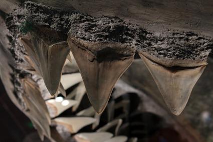 Carcharodon megalodon Carcharodon megalodon