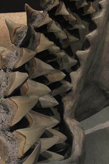 Carcharodon megalodon Carcharodon megalodon