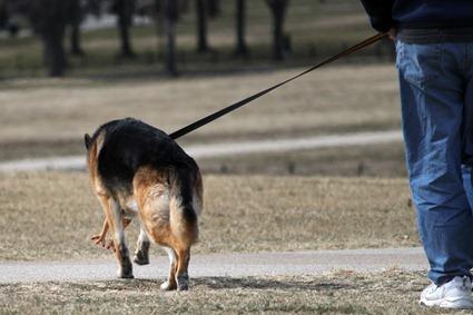 Chien Poulet Chien Poulet