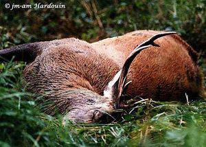 La chasse, c'est le coït des frustrés n04