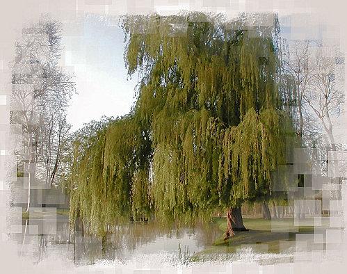 Astrologie des Arbres saule-pleureurpdc.jpg