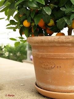 L'orangerie royale L'orangerie royale