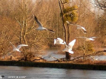 Mouettes en vol a Orleans