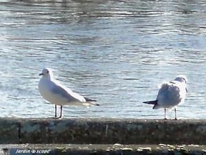 Mouettes sur un mur