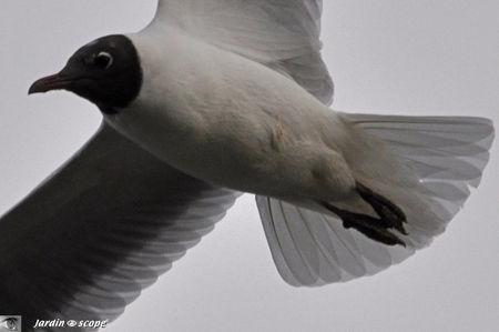 Mouette en gros plan