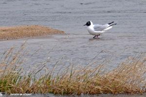 Mouette rieuse