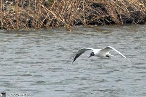 Mouette rieuse rasant la surface de l'eau