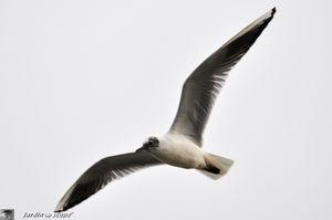 Mouette en vol