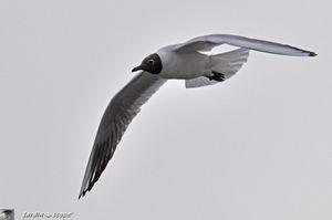 Mouette en vol