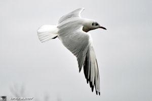 Mouette de Loire